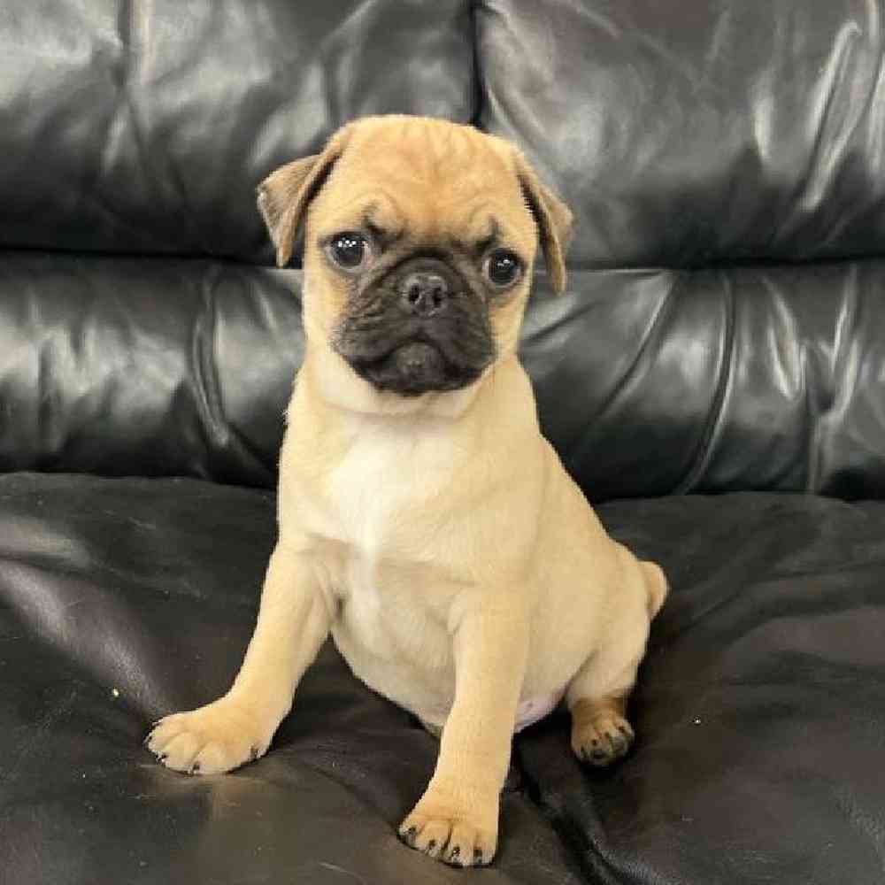 Male Pug Puppy for Sale in Scituate, RI