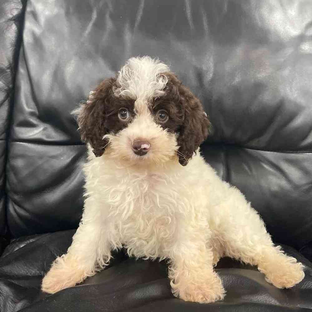 Male Toy Poodle Puppy for sale