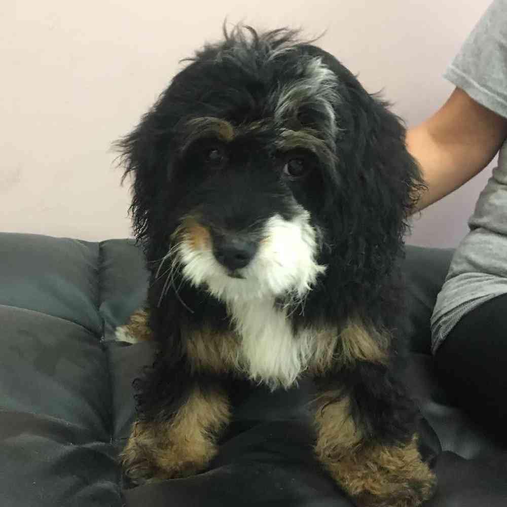 Female Mini  Bernedoodle Puppy for sale