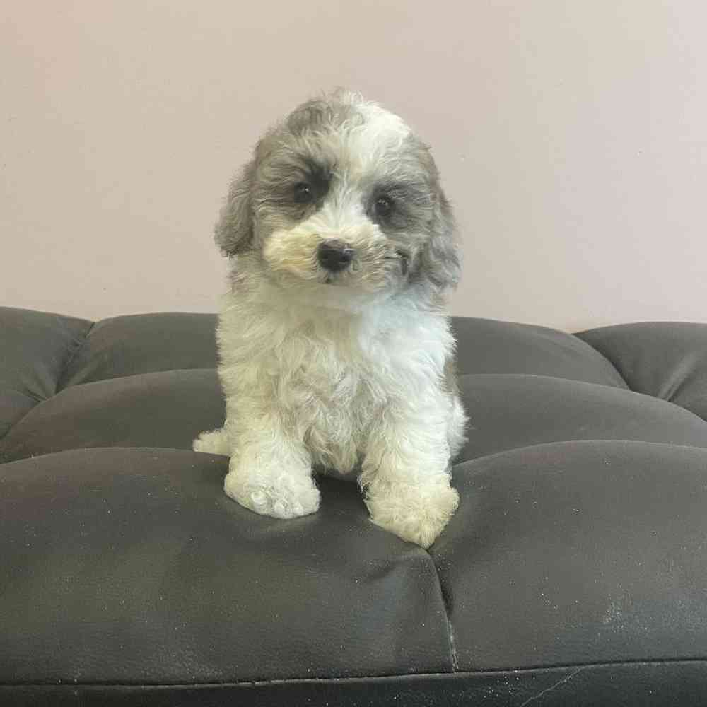 Female bichonpoo Puppy for sale