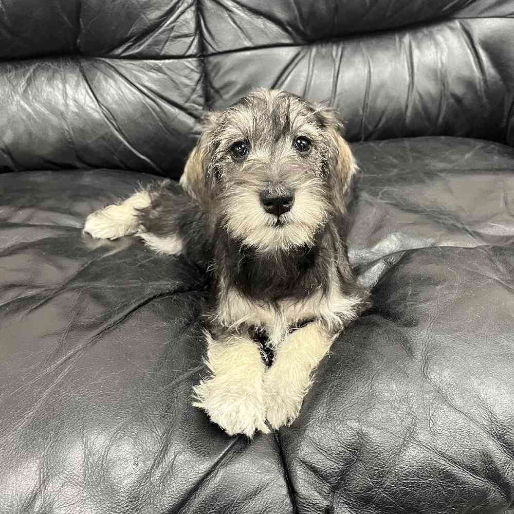 Female Mini Schnauzer Puppy for Sale in Scituate, RI