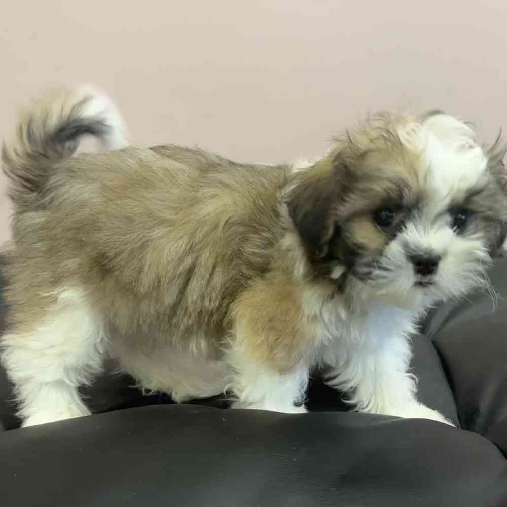 Male Shih Tzu Puppy for Sale in Plainville, MA