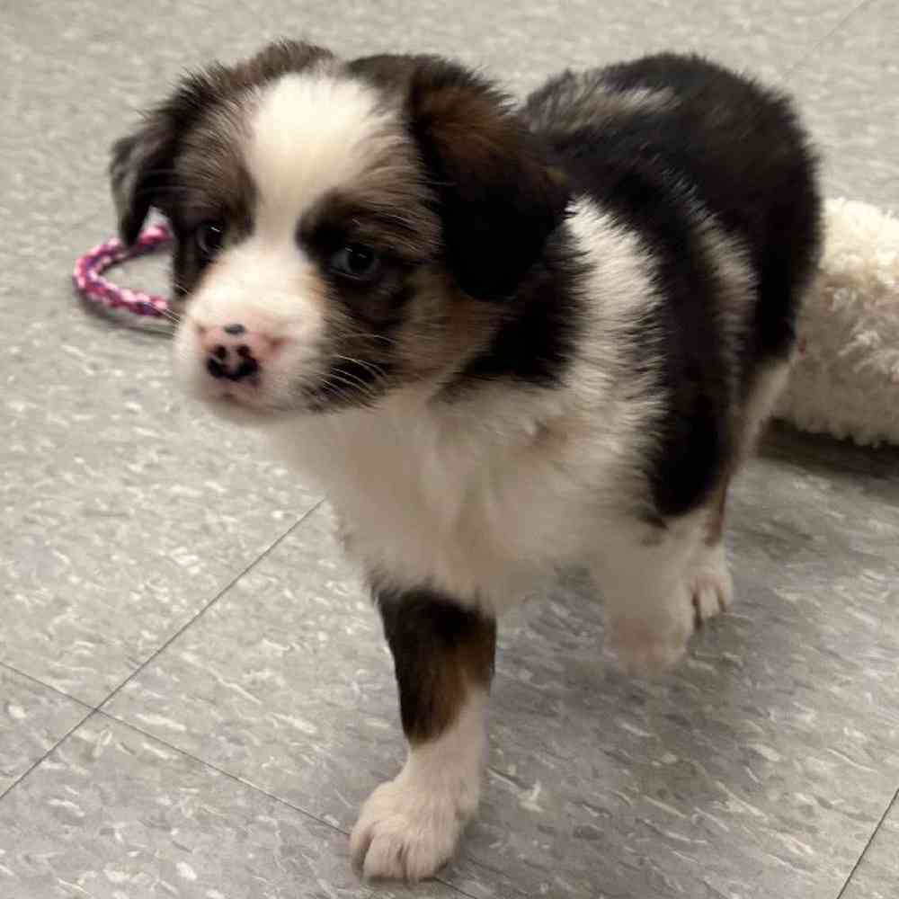 Male Mini Aussie Puppy for Sale in Plainville, MA