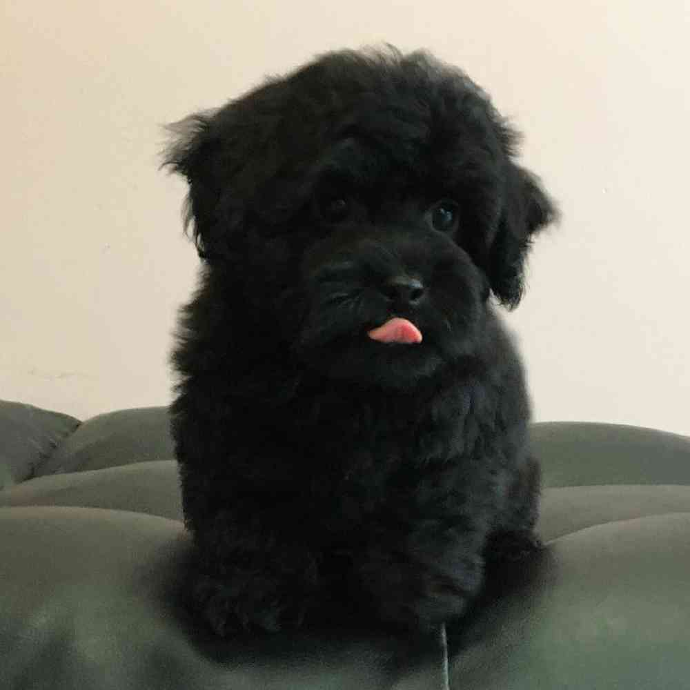 Male Yorkie-Bichon-Poo Puppy for sale