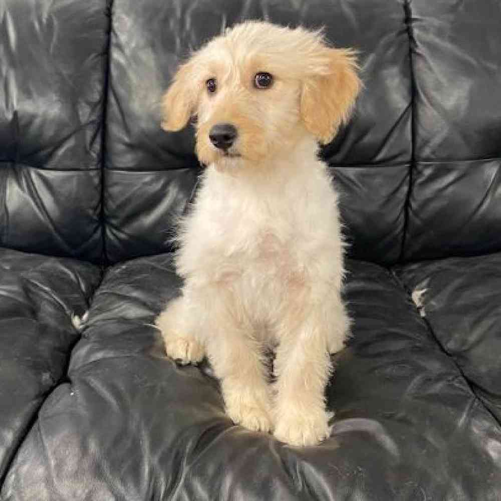 Female Goldendoodle Mix Puppy for Sale in Scituate, RI