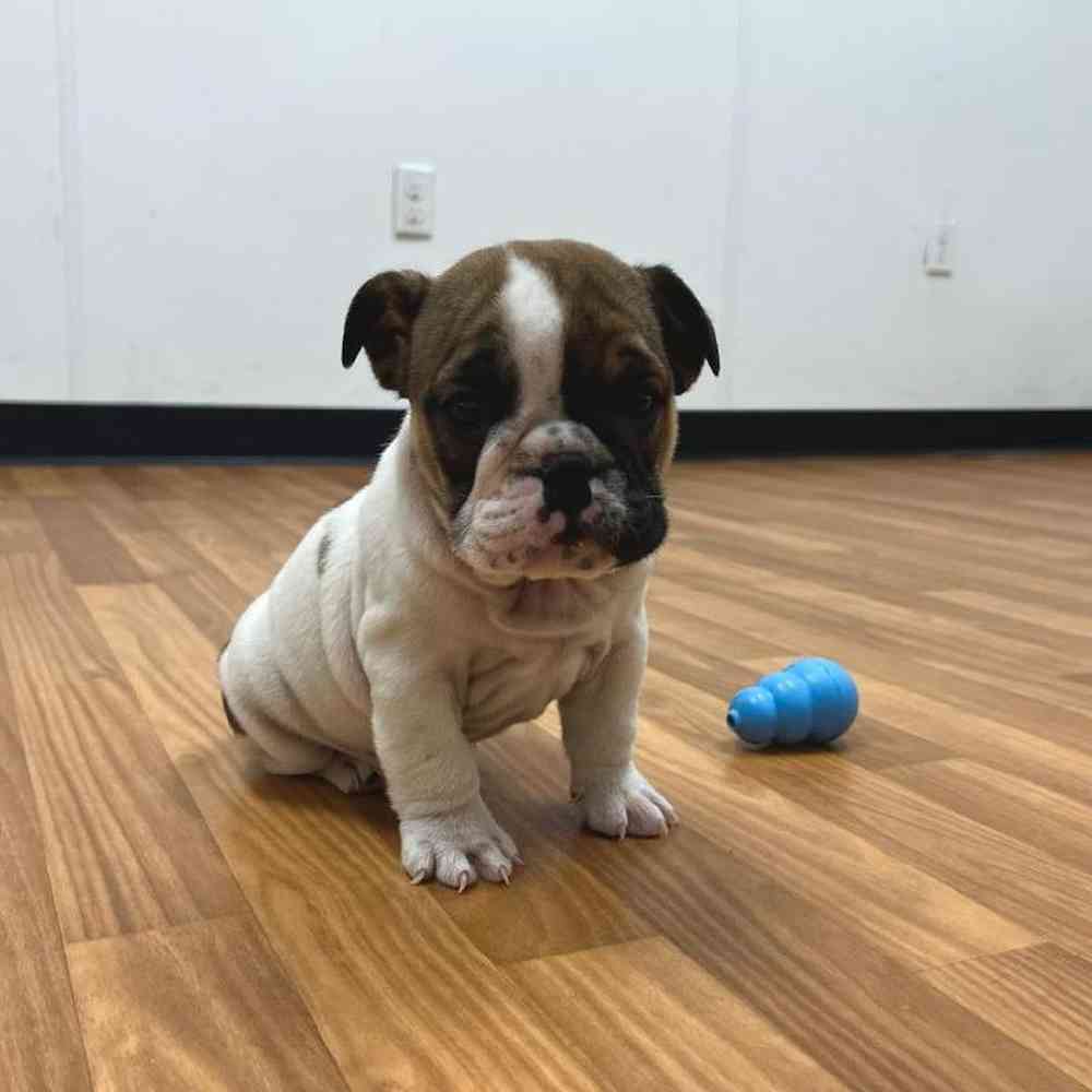 Female Bulldog Puppy for Sale in Scituate, RI