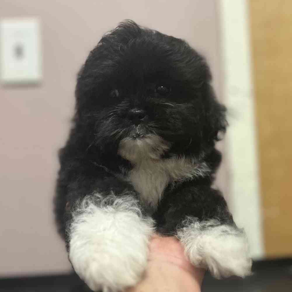 Male Peke-a-poo Puppy for Sale in Scituate, RI