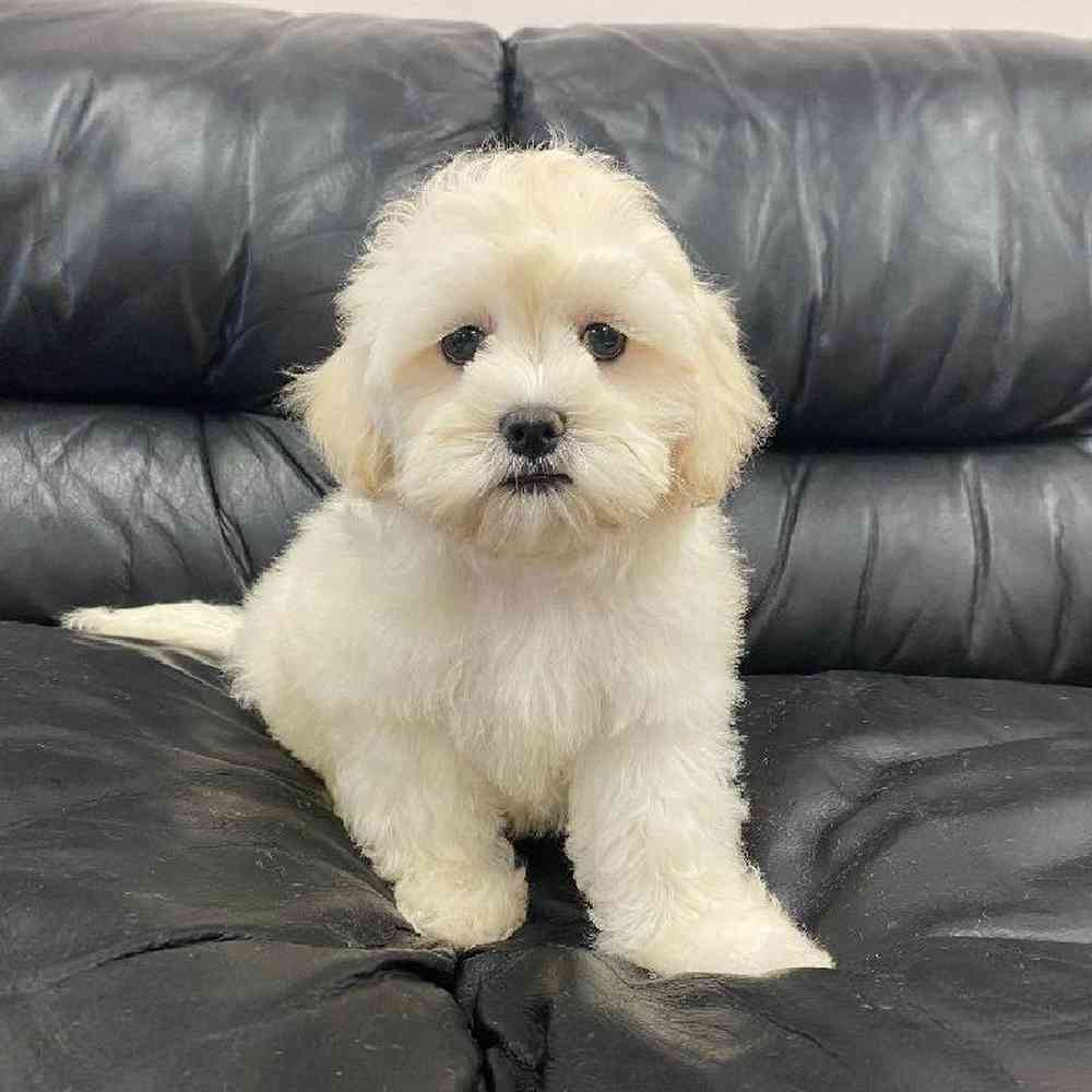 Female Shih-chon (Teddy Bear) Puppy for sale