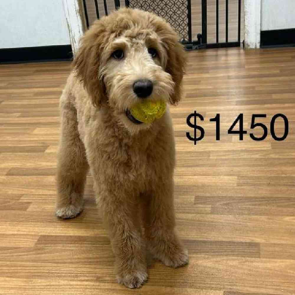 Female Goldendoodle Puppy for Sale in Scituate, RI