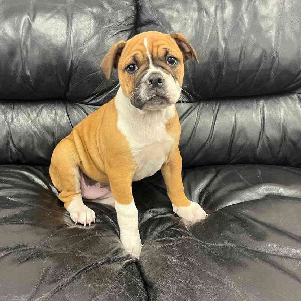 Female Shar Pei-Bulldog Mix Puppy for Sale in Scituate, RI