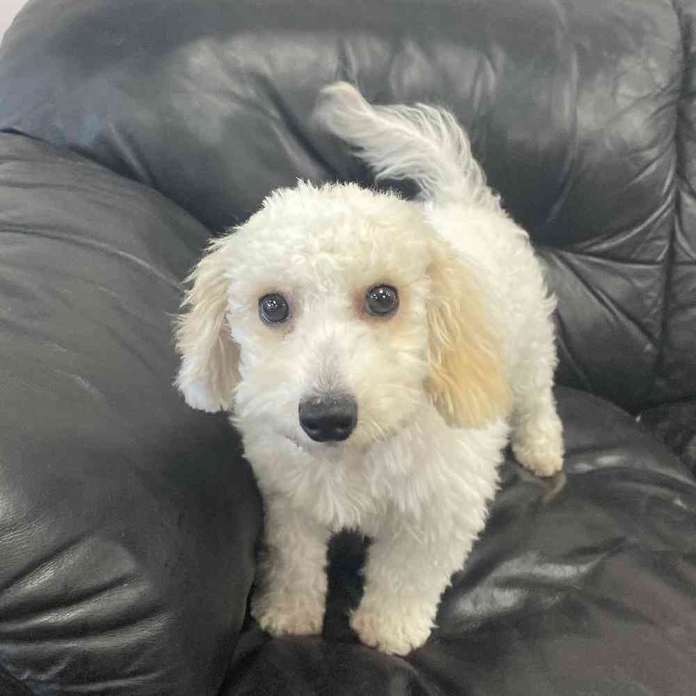 Male Bichon-Poo Puppy for Sale in West Warwick, RI