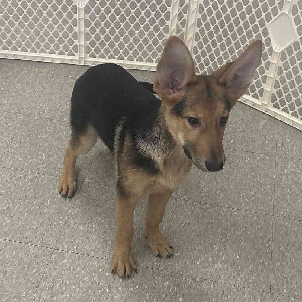 Male German Shepherd Puppy for Sale in Scituate, RI