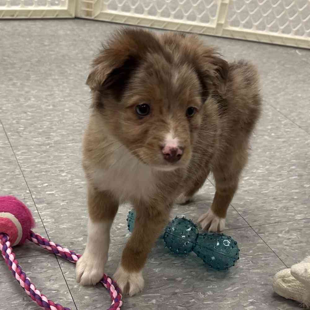 Male Mini Aussie Puppy for Sale in Plainville, MA