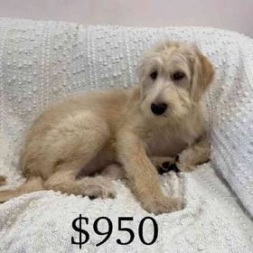 Labradoodle