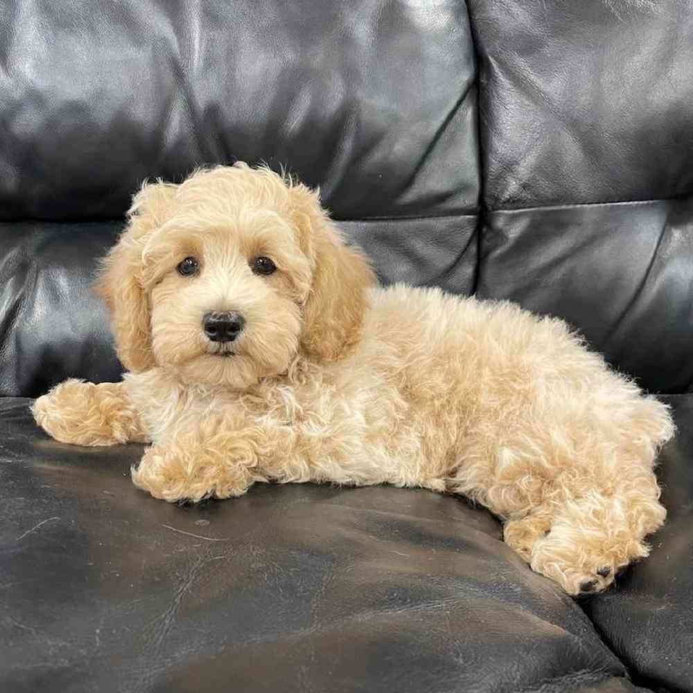 Male Mini Poodle Puppy for Sale in West Warwick, RI
