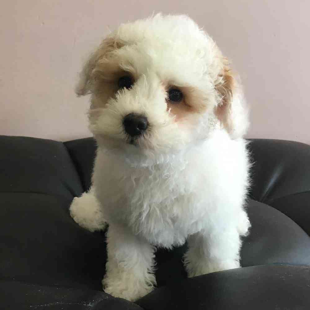 Male Bichon-Poo Puppy for Sale in Plainville, MA