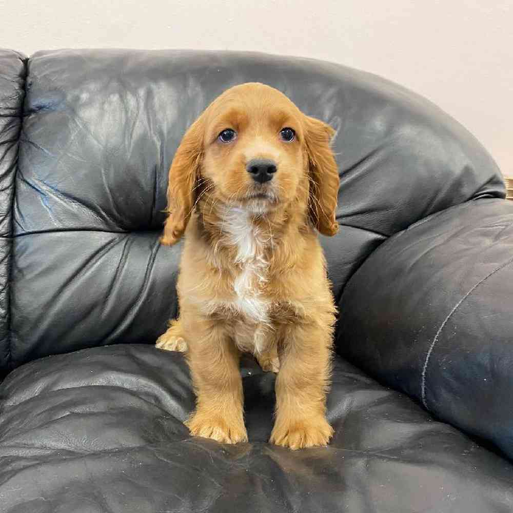 Male Cocker- Poo Puppy for sale