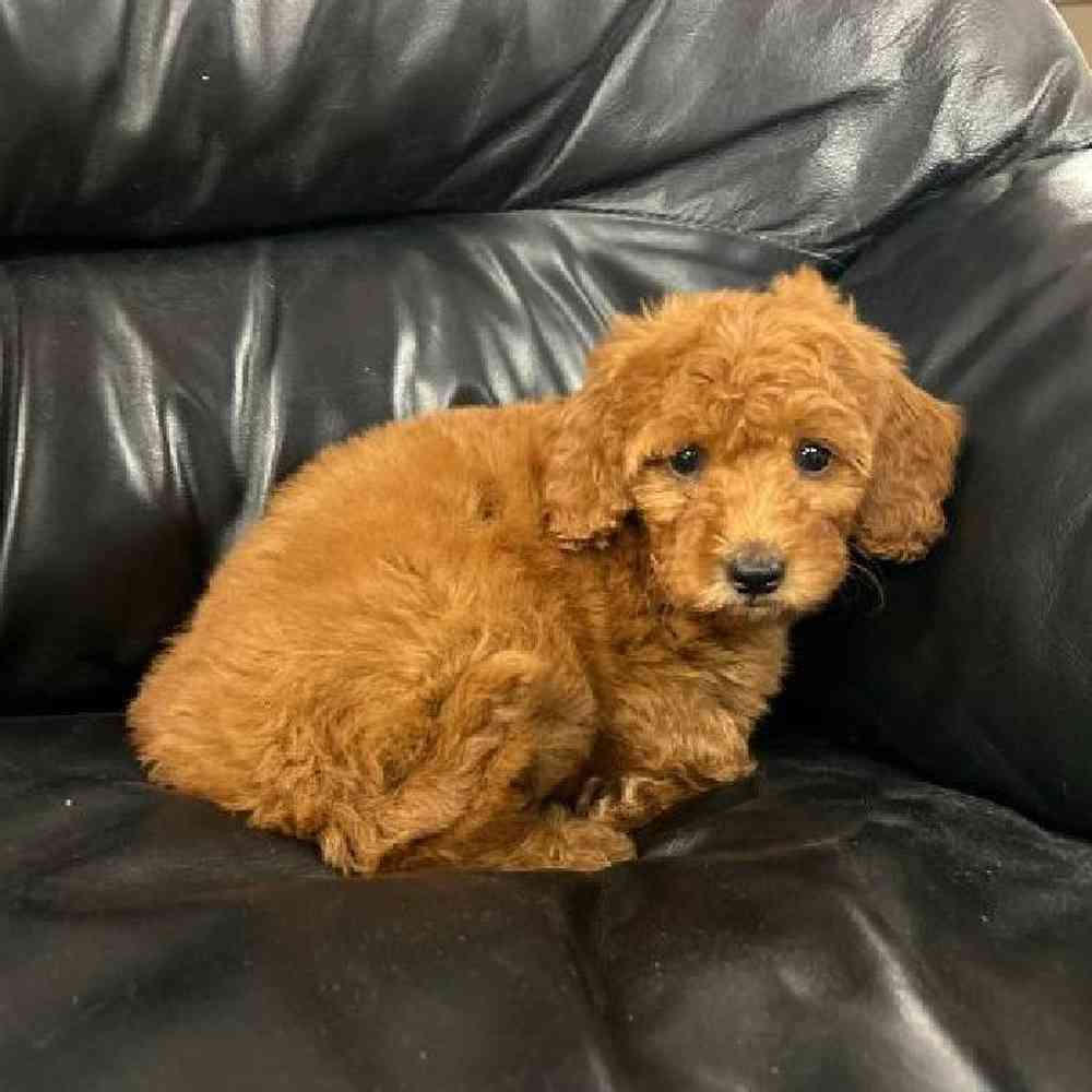 Female Mini Goldendoodle Puppy for Sale in Scituate, RI