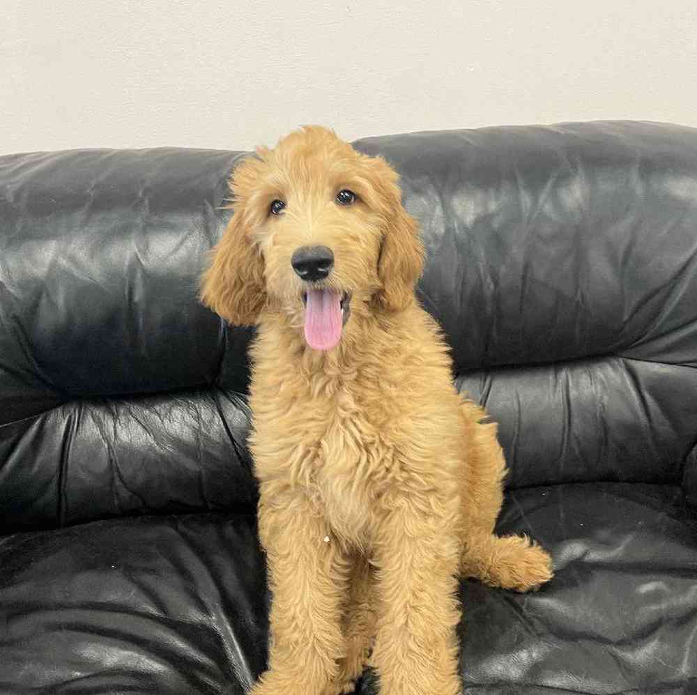 Male Goldendoodle Puppy for Sale in Scituate, RI