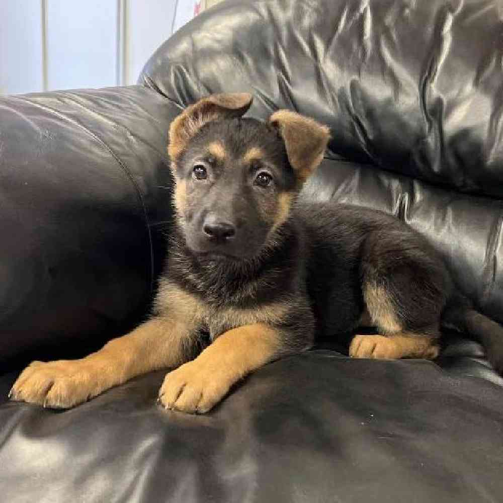 Female German Shepherd Puppy for Sale in Scituate, RI