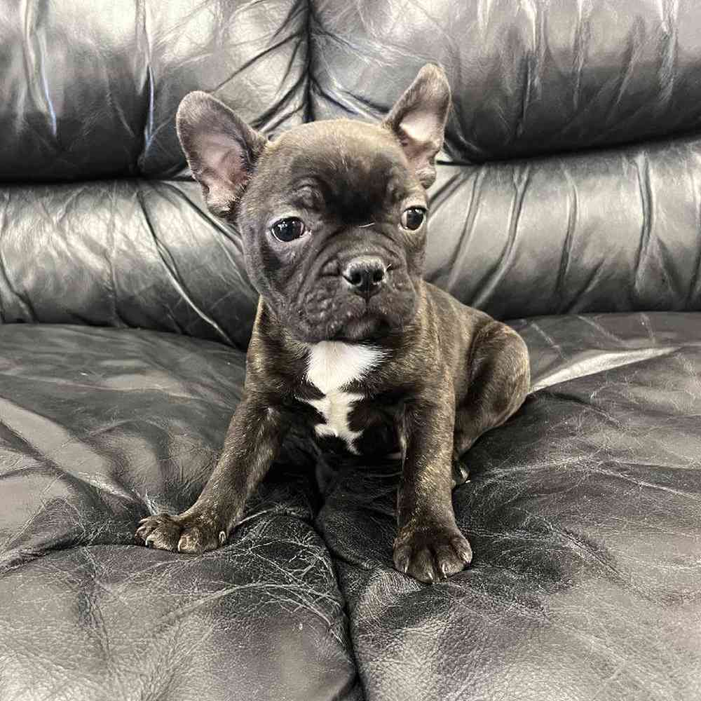 Male Frenchton Puppy for Sale in Scituate, RI