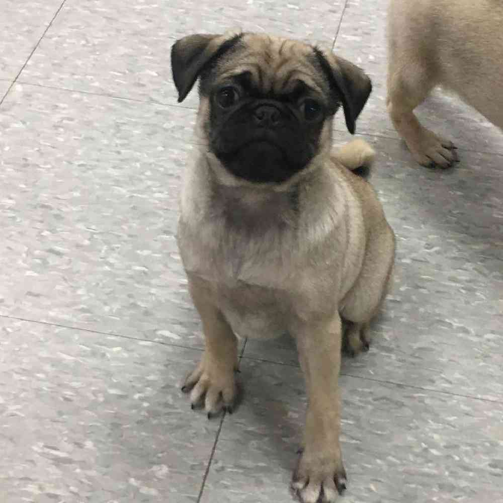 Female Pug Puppy for Sale in Plainville, MA