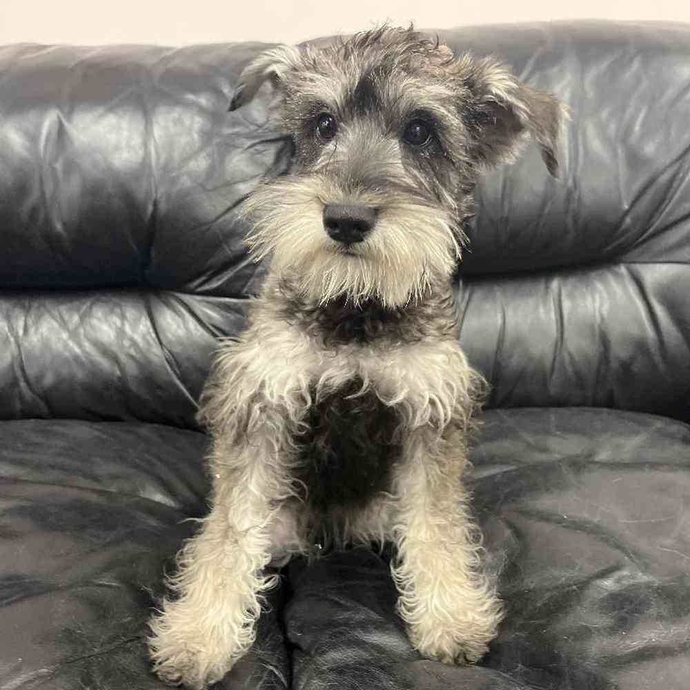 Schnauzer (Miniature) puppies available from responsible breeders