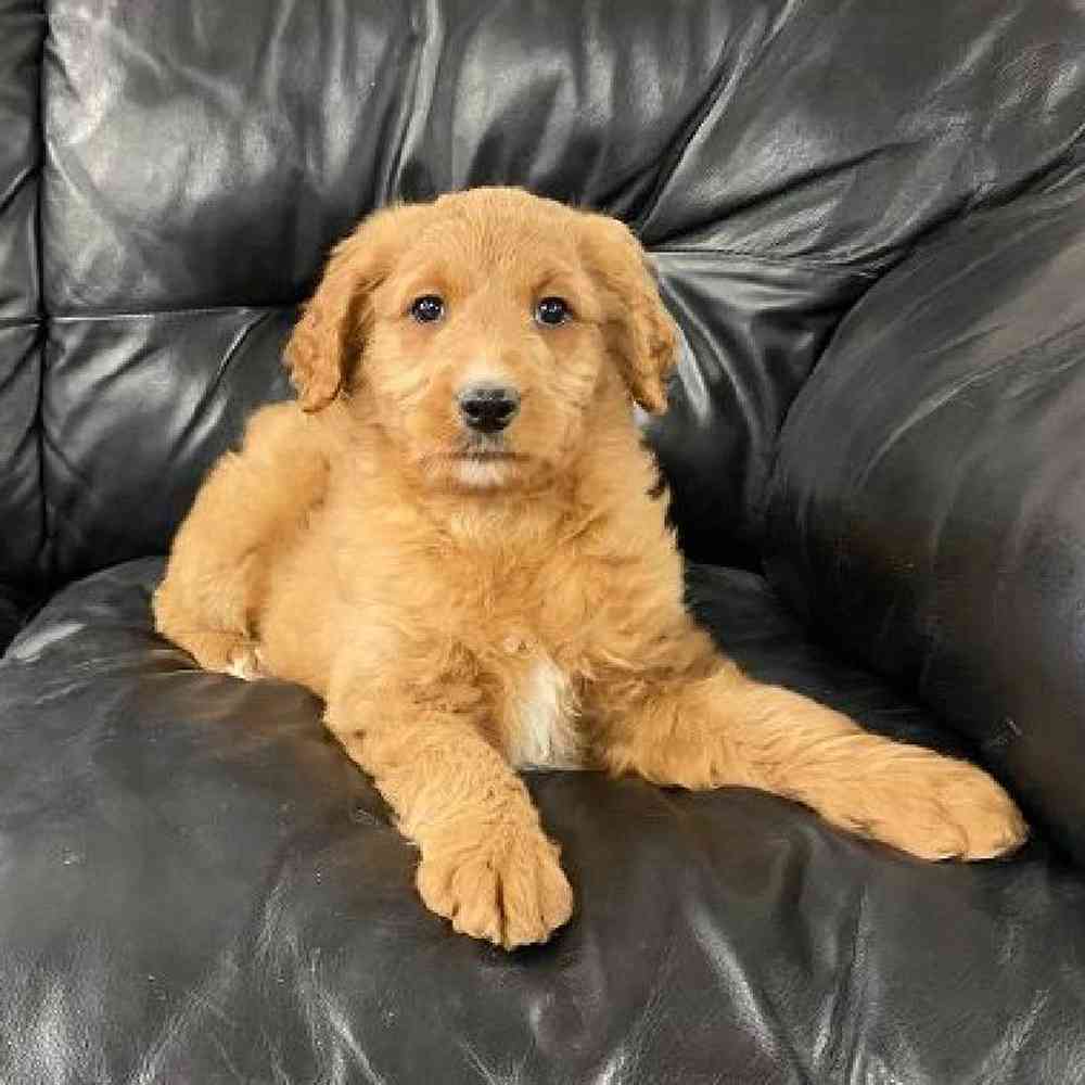 Female Goldendoodle Puppy for Sale in Scituate, RI