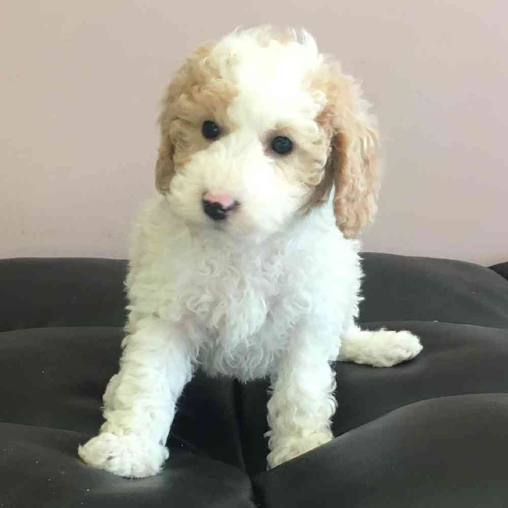 Male Bichon-Poo Puppy for sale