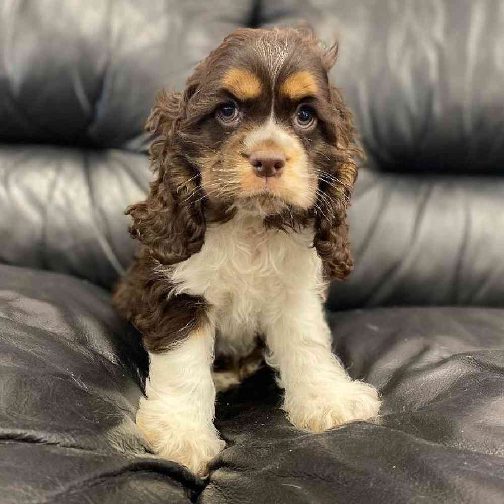 Male Cocker Spaniel Puppy for sale