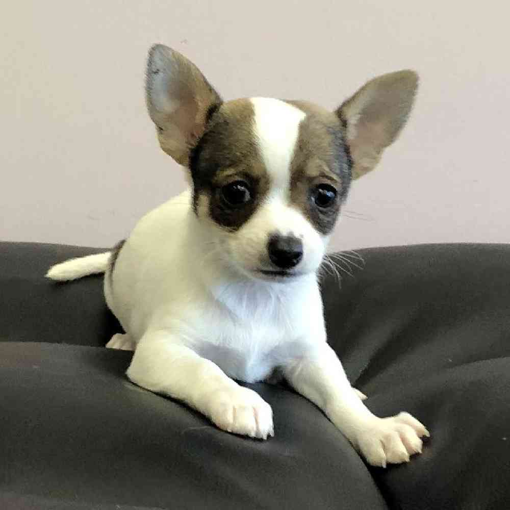 Male Chihuahua Puppy for Sale in Plainville, MA