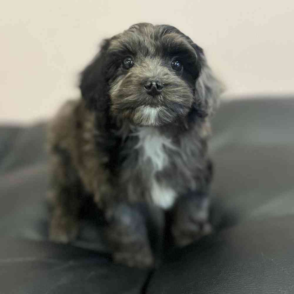 Male Cockapoo Puppy for Sale in Scituate, RI
