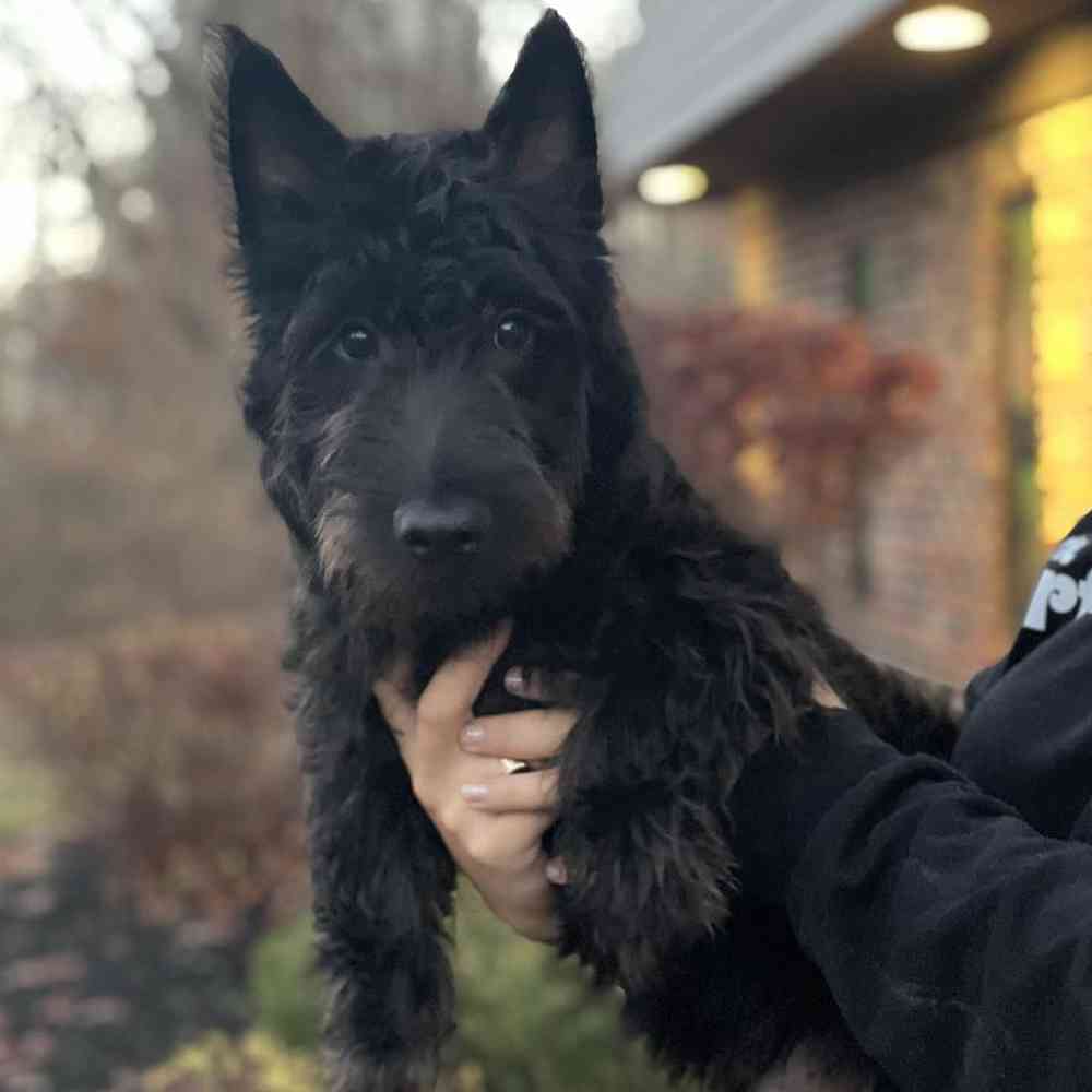 Male Scottish Terrier Puppy for Sale in Plainville, MA