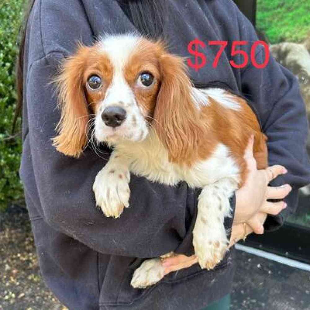 Male Cavalier King Charles Spaniel Puppy for Sale in West Warwick, RI