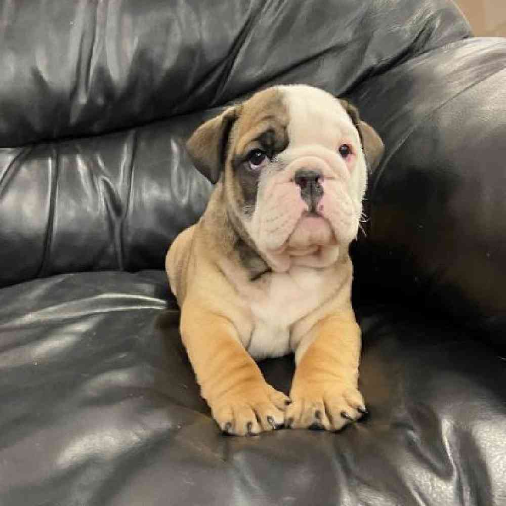 Female Bulldog Puppy for Sale in Scituate, RI