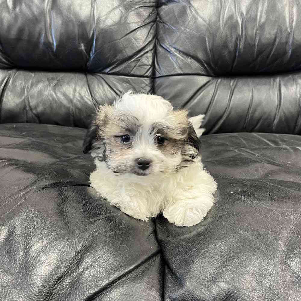 Female Shih-chon (Teddy Bear) Puppy for Sale in Scituate, RI