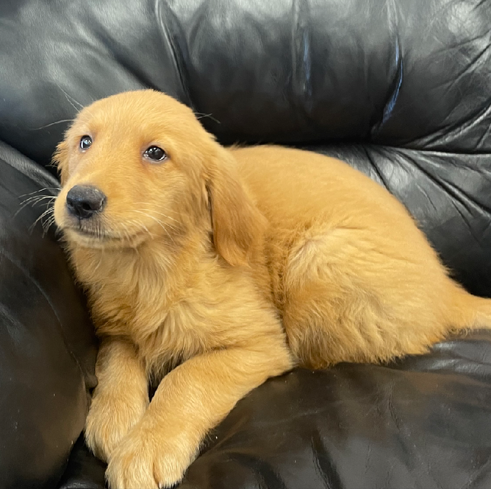 Female Golden Retriever Puppy for Sale in West Warwick, RI