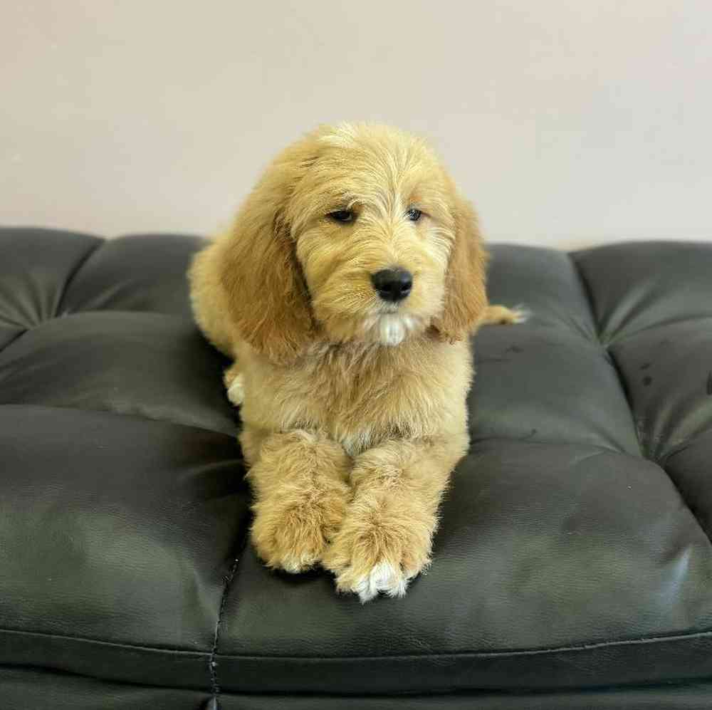 Male Goldendoodle Puppy for Sale in Plainville, MA