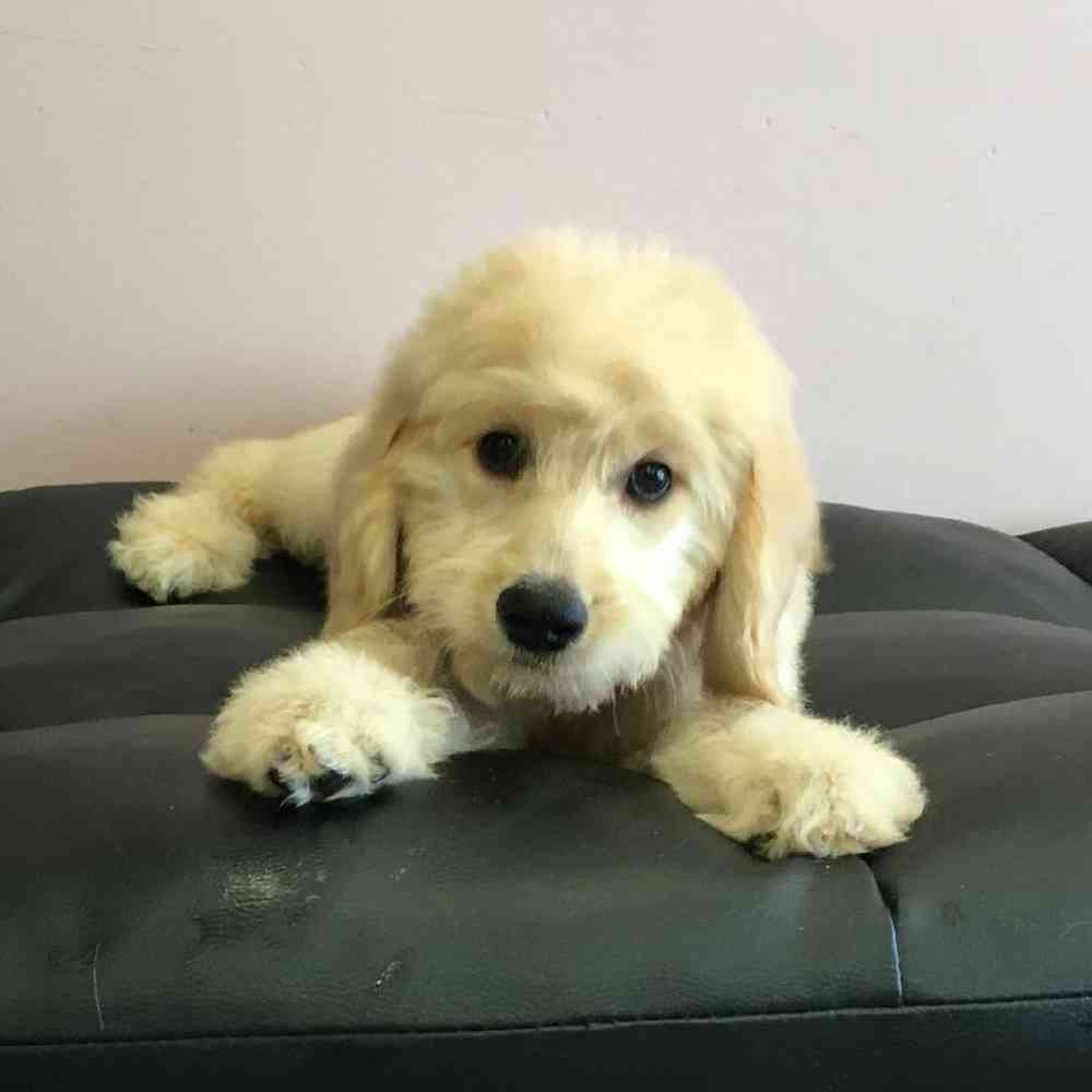 Female Goldendoodle Puppy for sale