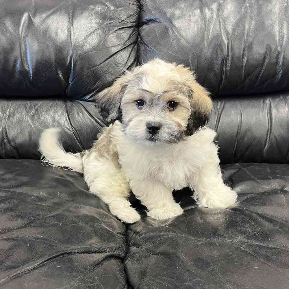 Male Shih-chon (Teddy Bear) Puppy for Sale in Scituate, RI
