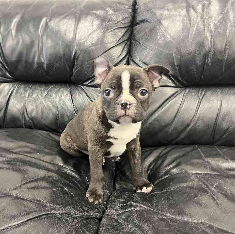 Male Frenchton Puppy for Sale in Scituate, RI