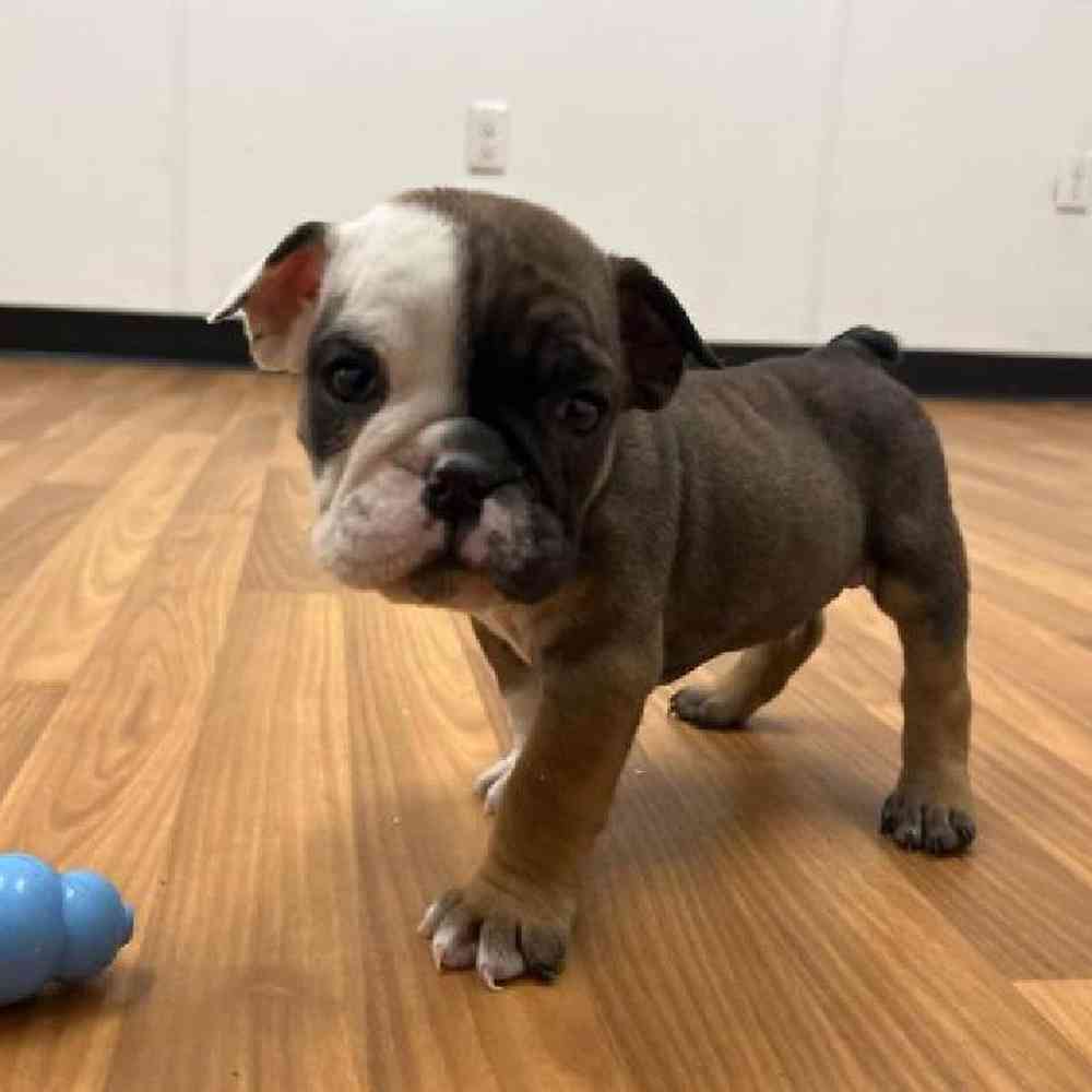 Male Bulldog Puppy for Sale in Scituate, RI