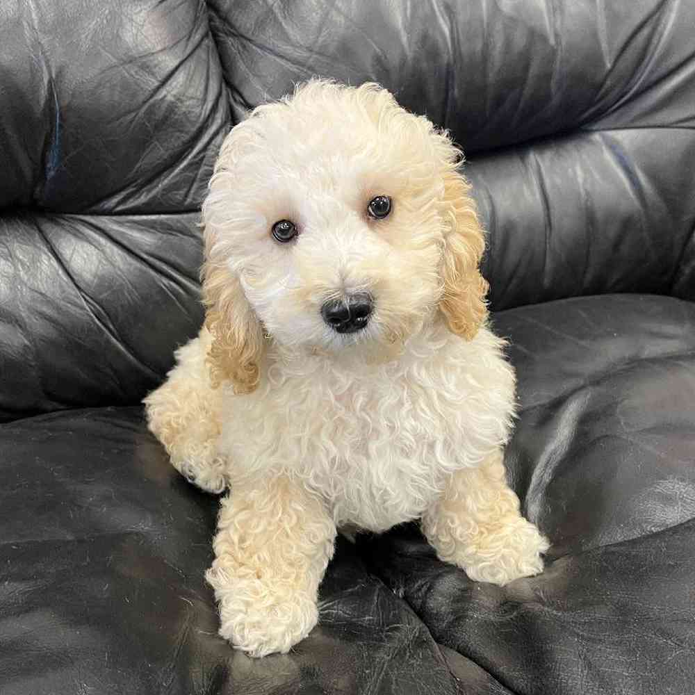 Male Mini Poodle Puppy for Sale in West Warwick, RI