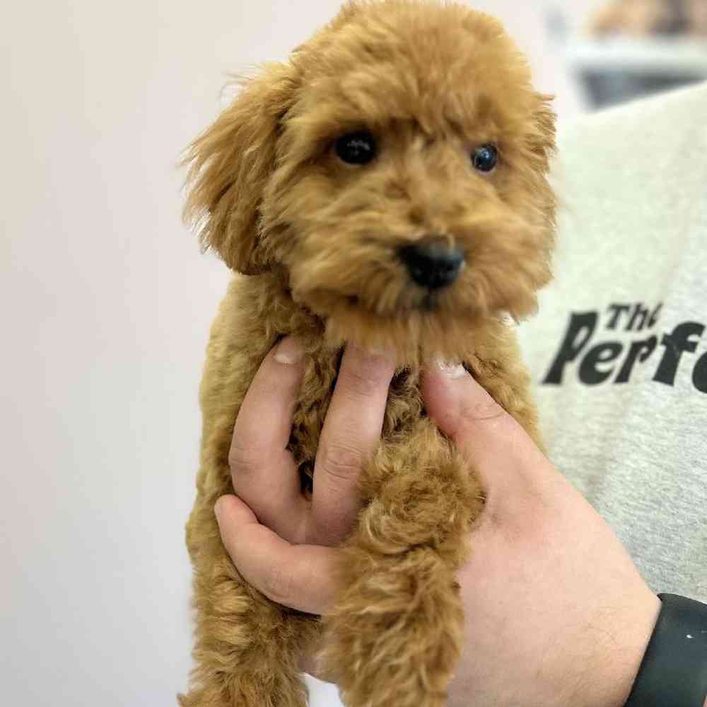Female Mini Poodle Puppy for Sale in Scituate, RI