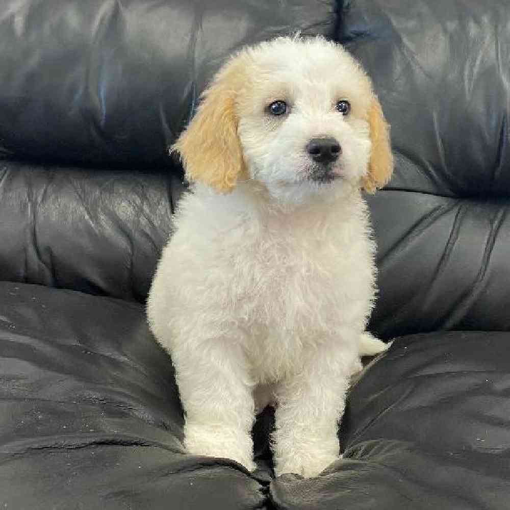 Male Mini Goldendoodle Puppy for sale