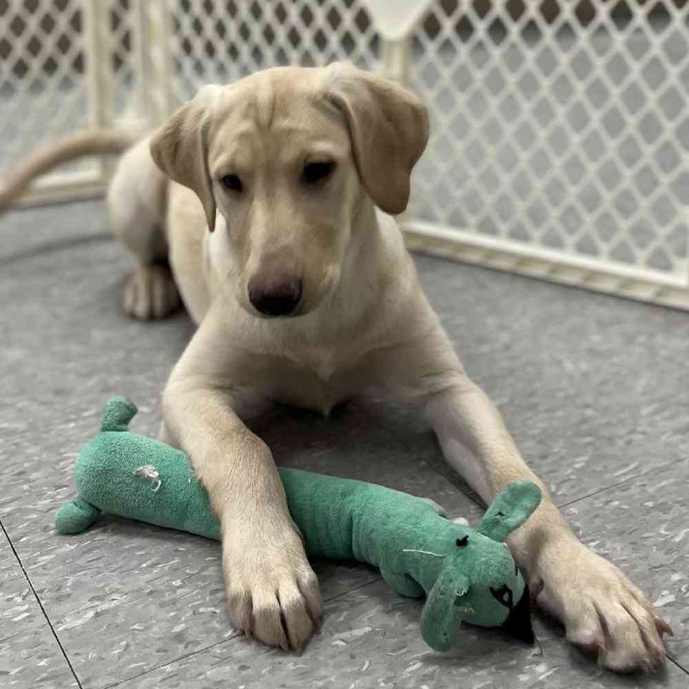 Female Labrador Retriever Puppy for Sale in Plainville, MA