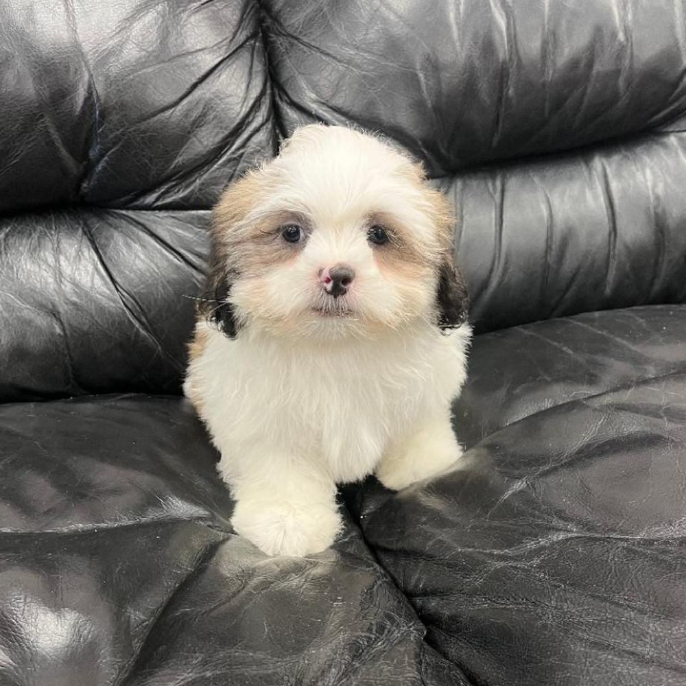 Male Shih Tzu Puppy for Sale in West Warwick, RI