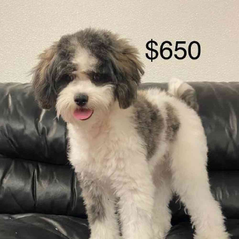 Male Shih-Poo Puppy for Sale in Scituate, RI
