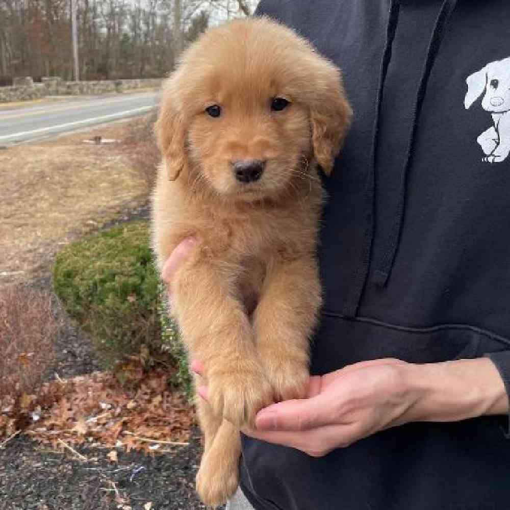 Male Golden Retriever Puppy for Sale in Scituate, RI