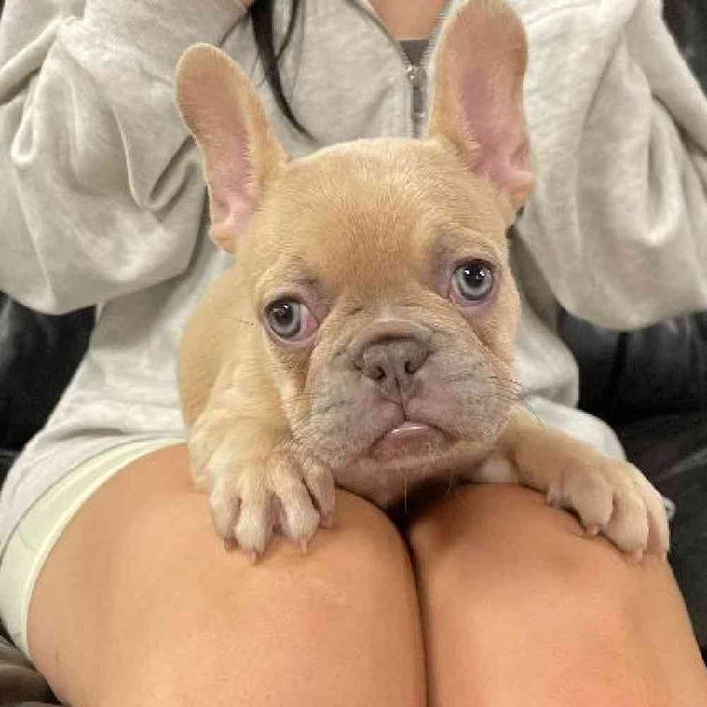 Female French Bulldog Puppy for Sale in Scituate, RI